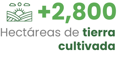 Más de 2,800 hectáreas de tierra cultivada