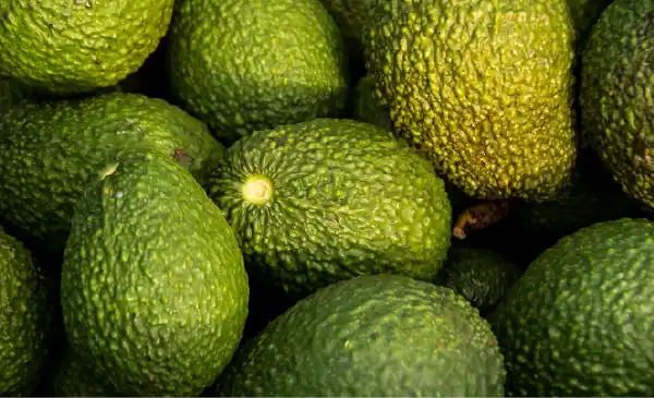 Aguacates Hass
