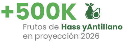 Frutos de Hass y Antillao en proyección